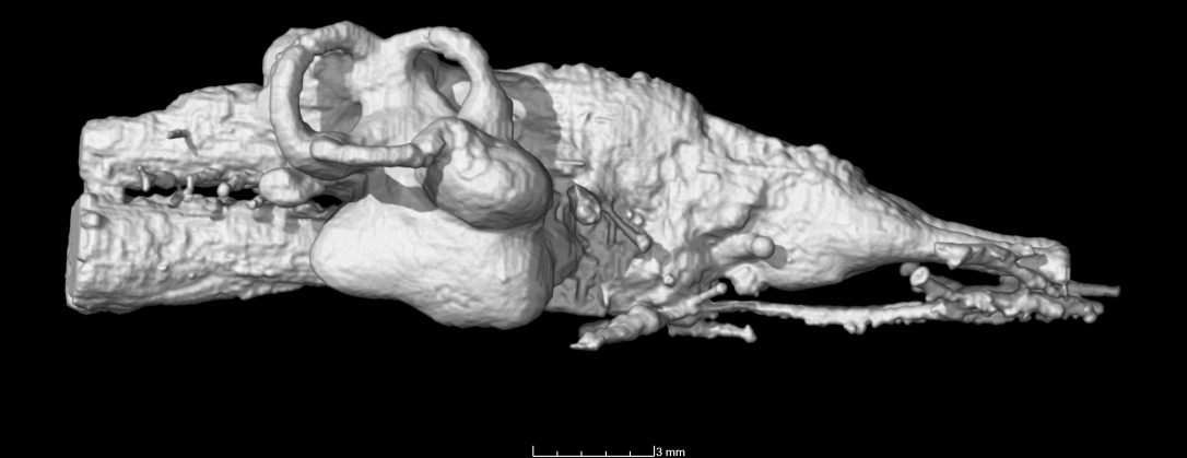 Rhino_endo_updated_lateralR